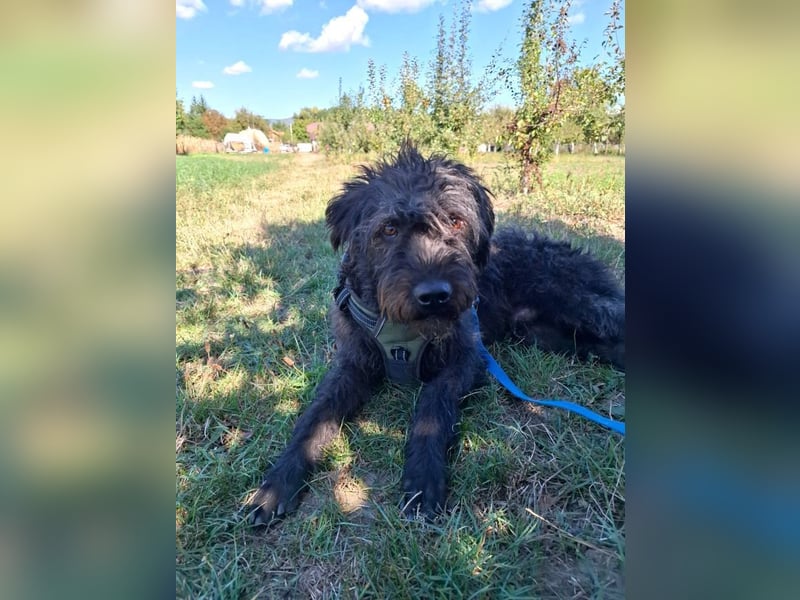 Louie – süßer Wuschel auf der Suche nach dem großen Glück