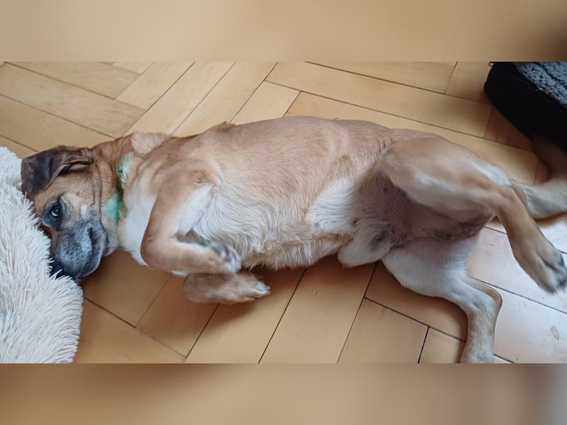 Tolo - verspielter, menschenbezogener Senior auf PS in Zaberfeld-Ochsenburg