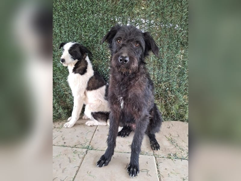 Louie – süßer Wuschel auf der Suche nach dem großen Glück