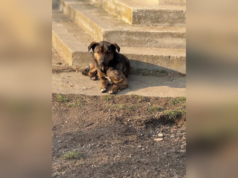 Noni - aktiver, freundlicher Rüde sucht Zuhause oder Pflegestelle