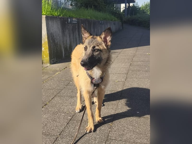 Grace - verspielte, freundliche 6 Monate junge Hündin auf PS in Mönchengladbach