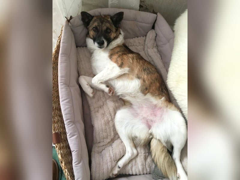 Tina - liebe Hündin sucht ihr Glück als Zweithund / z.Zt. in 93170 Bernhardswald