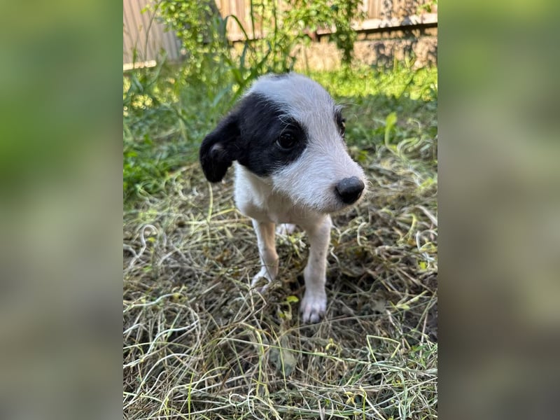 Vita - verspieltes, fröhliches 10 Monate junges Hunde-Mädchen