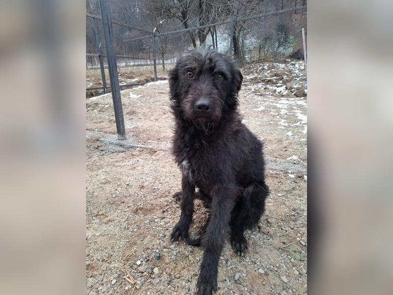 Louie – süßer Wuschel auf der Suche nach dem großen Glück
