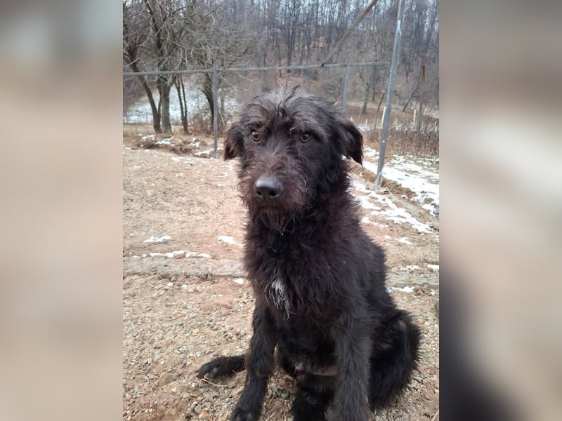 Louie - verspielter, fröhlicher 10 Monate junger Hunde-Junge