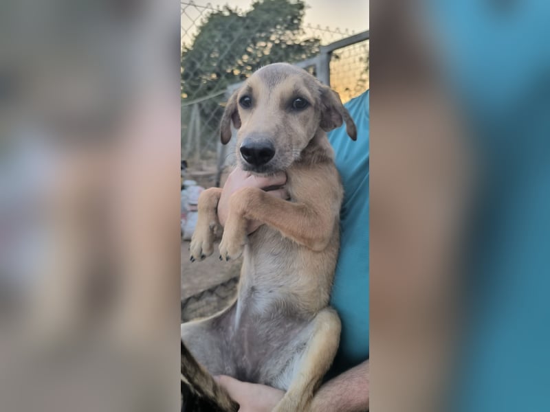 Sandía - liebes, verschmustes Welpenmädchen sucht ihr Glück