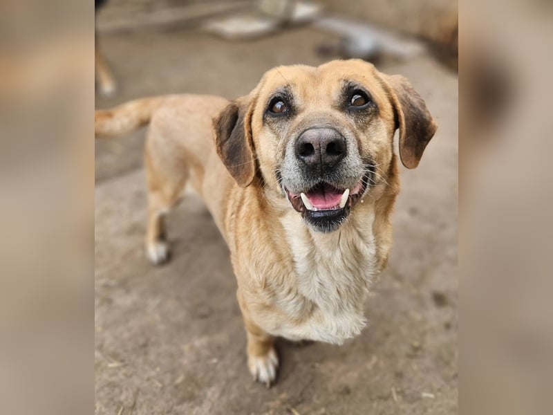 Tolo - verspielter, menschenbezogener Senior auf PS in Zaberfeld-Ochsenburg