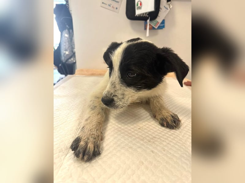 Luna - aktives, verspieltes 6 Monate junges Hunde-Mädchen sucht liebevolles Zuhause