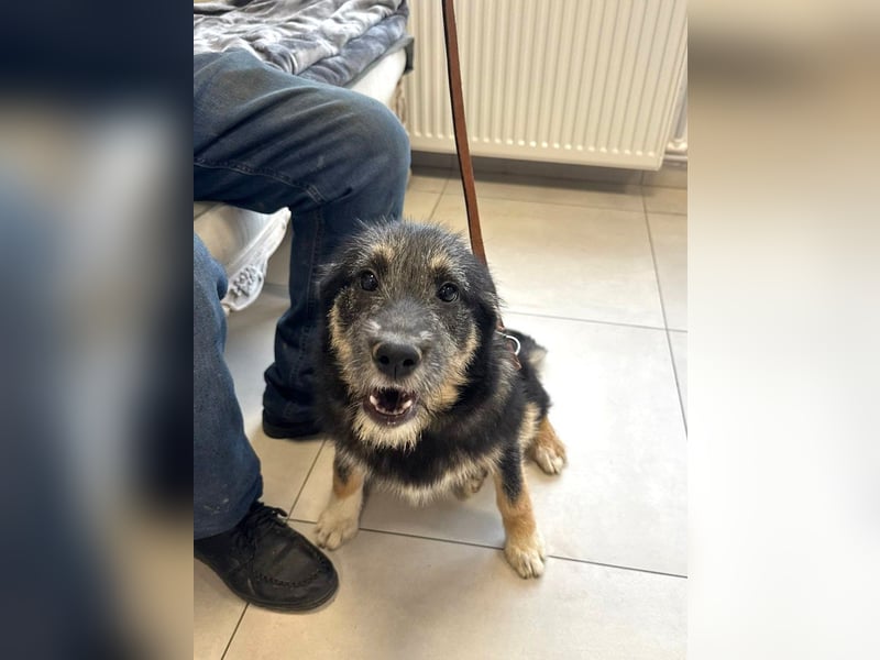 Marimar - 6 Monate junge freundliche, aktive Mischlingshündin sucht ein Zuhause