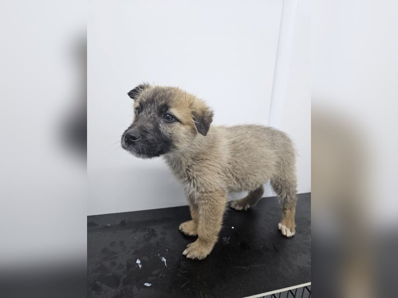 Oskar - aufgeweckter Welpe sucht ein Zuhause