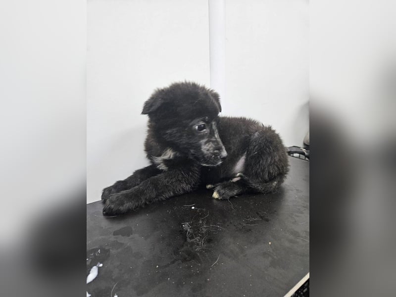 Louis - verspielter, vorsichtiger Welpe