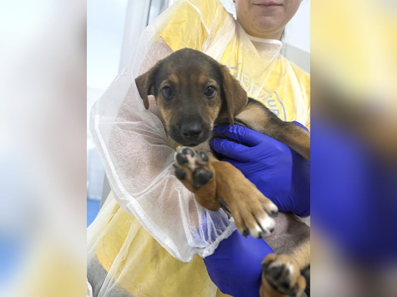 Kylie - neugieriges, verspieltes Welpen-Mädchen