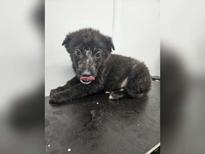 Louis - verspielter, vorsichtiger Welpe