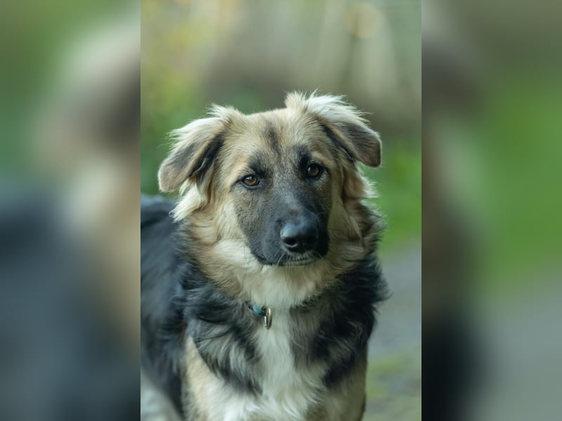 Tobi - aktiver, lebhafter und verspielter Rüde / Pflegestelle in 59...Eslohe