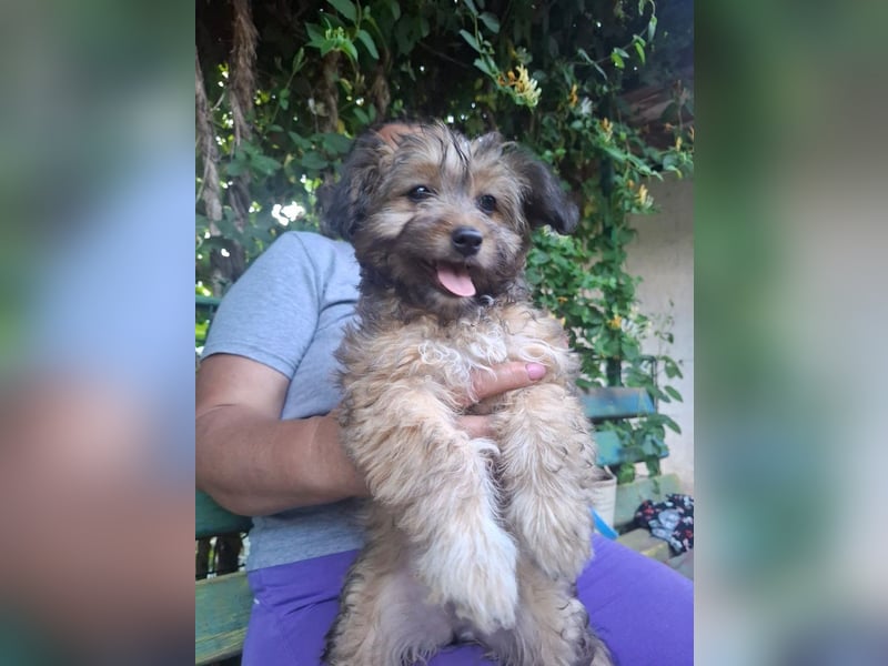 Cindy - kleine Herzensbrecherin sucht ein Zuhause