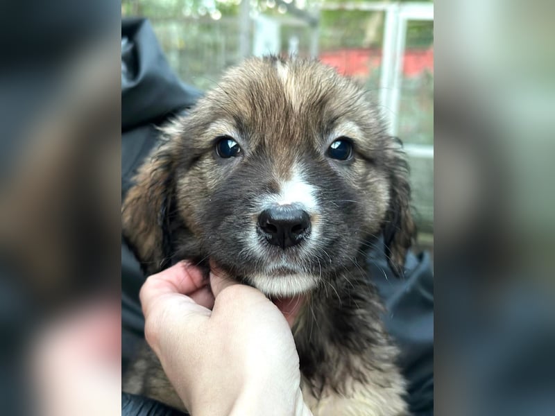 Nami - welpentypisch verspielte Hündin sucht ein Zuhause