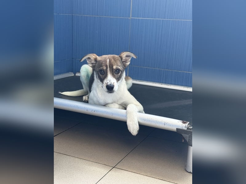 Amelia - ängstliches, aber neugieriges Welpenmädchen sucht ein Zuhause