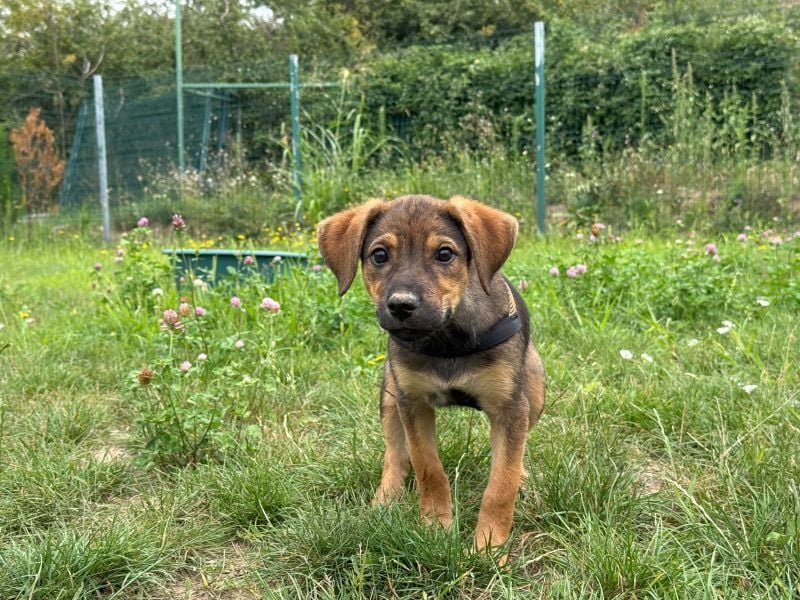 Kylie - neugieriges, verspieltes Welpen-Mädchen