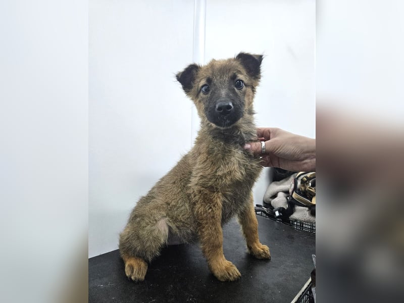 Mey - fröhliches, neugieriges Welpenmädchen sucht ein Zuhause