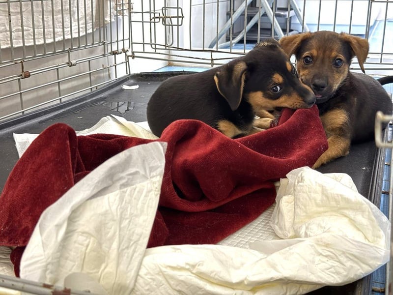 Kylie - neugieriges, verspieltes Welpen-Mädchen