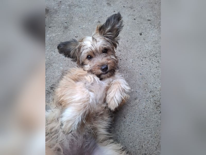 Cindy - kleine Herzensbrecherin sucht ein Zuhause