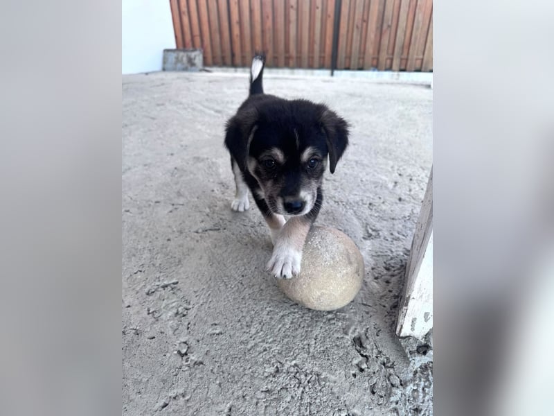 Sunny - lustiges, verspieltes Welpen-Mädchen