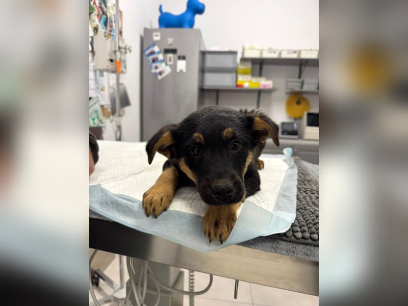 Pusha - 4 Monate junges, fröhliches, liebes Hundemädchen sucht ein Zuhause