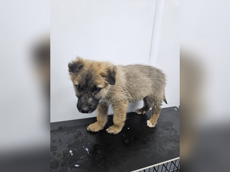 Oskar - aufgeweckter Welpe sucht ein Zuhause