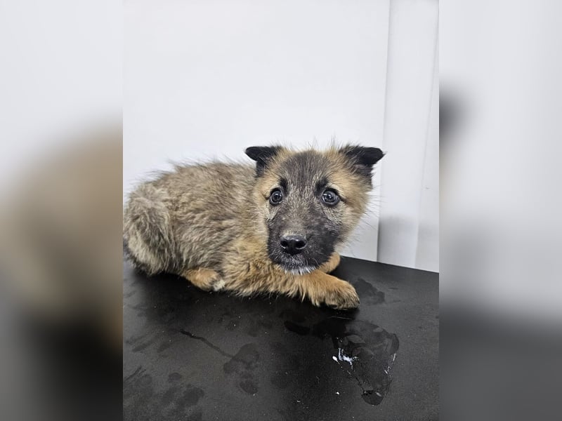 Kaya - verspieltes Welpenmädchen sucht liebevolles Zuhause