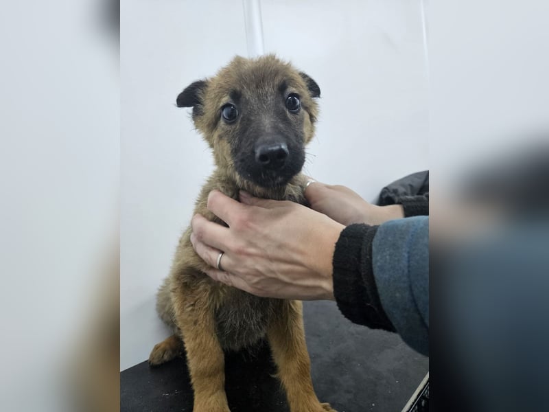 Mey - fröhliches, neugieriges Welpenmädchen sucht ein Zuhause