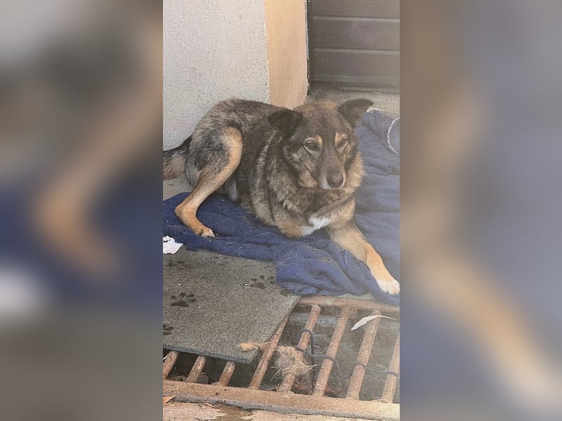 Snoop - liebenswerter, tapferer, dreibeiniger Rüde sucht ein Zuhause