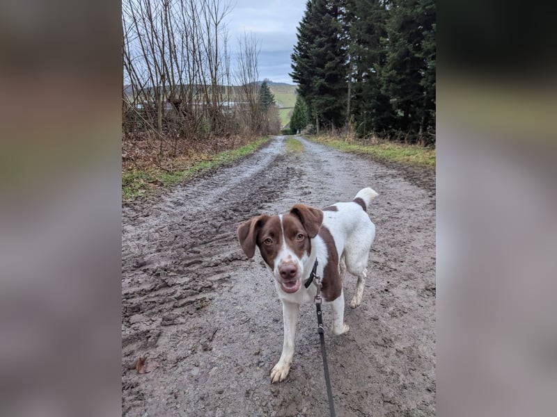 Romy - freundliche, lebhafte 8 Monate alte Hündin sucht ein Zuhause