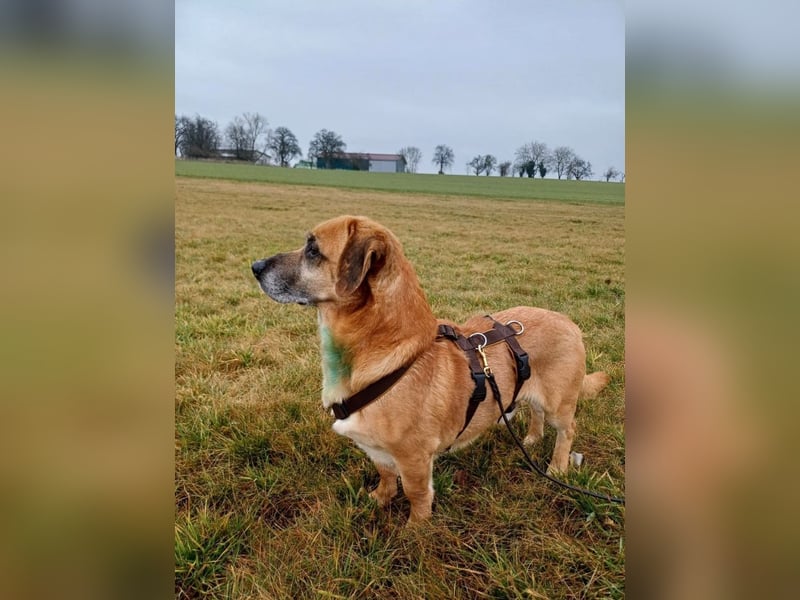 Tolo - verspielter, menschenbezogener Senior auf PS in Zaberfeld-Ochsenburg