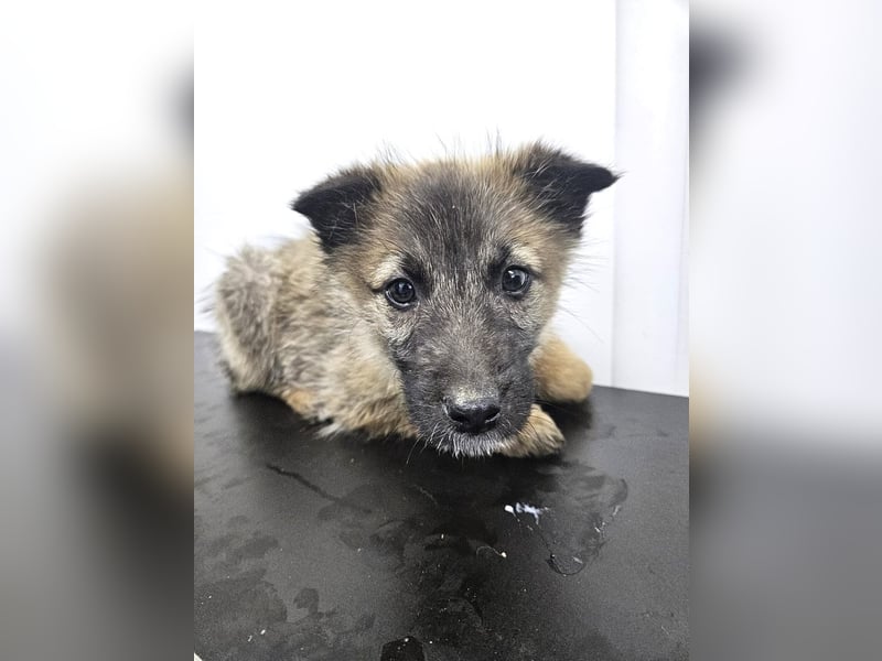 Kaya - verspieltes Welpenmädchen sucht liebevolles Zuhause