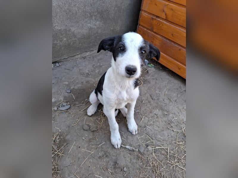 Vita - verspieltes, fröhliches 10 Monate junges Hunde-Mädchen