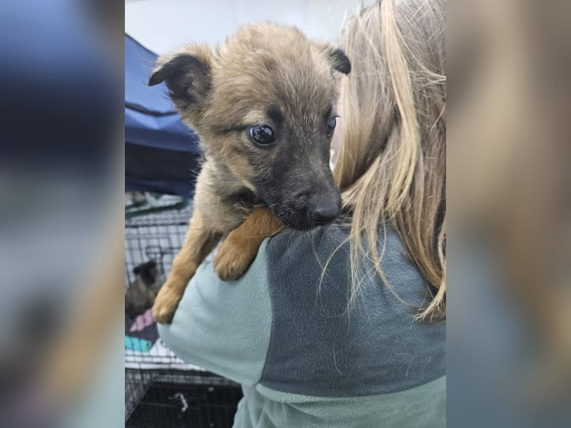 Mey - fröhliches, neugieriges Welpenmädchen sucht ein Zuhause