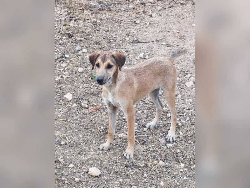 Sandía - liebes, verschmustes Welpenmädchen sucht ihr Glück