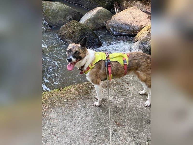 Tina - liebe Hündin sucht ihr Glück als Zweithund / z.Zt. in 93170 Bernhardswald