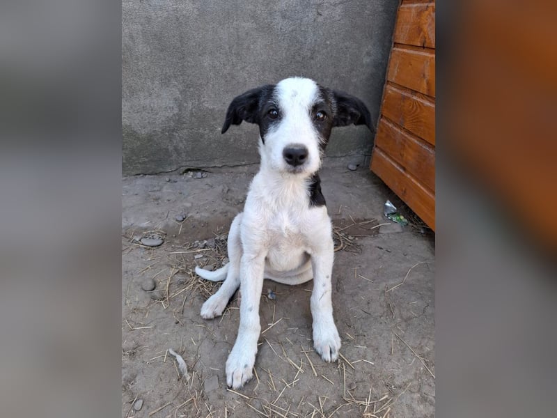 Vita - verspieltes, fröhliches 10 Monate junges Hunde-Mädchen