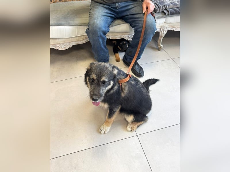 Marimar - 6 Monate junge freundliche, aktive Mischlingshündin sucht ein Zuhause