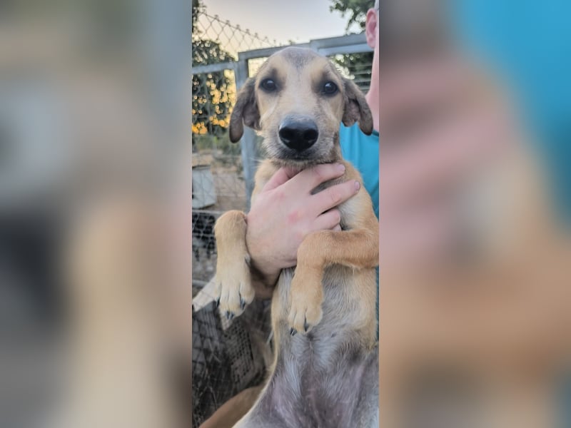 Sandía - liebes, verschmustes Welpenmädchen sucht ihr Glück