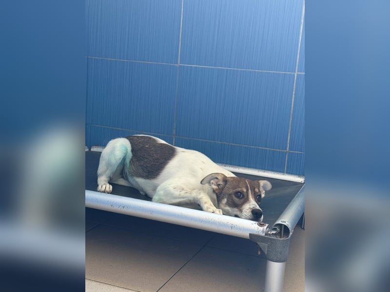Amelia - ängstliches, aber neugieriges Welpenmädchen sucht ein Zuhause