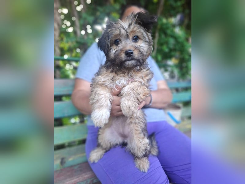 Cindy - kleine Herzensbrecherin sucht ein Zuhause