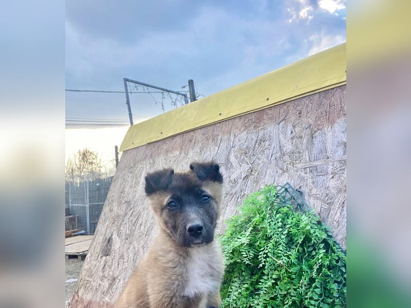 Lumi - verspieltes, freundliches Welpenmädchen sucht ein Zuhause