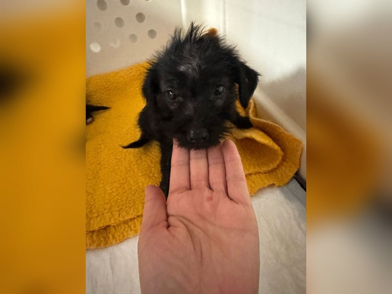 Louie - verspielter, fröhlicher 10 Monate junger Hunde-Junge