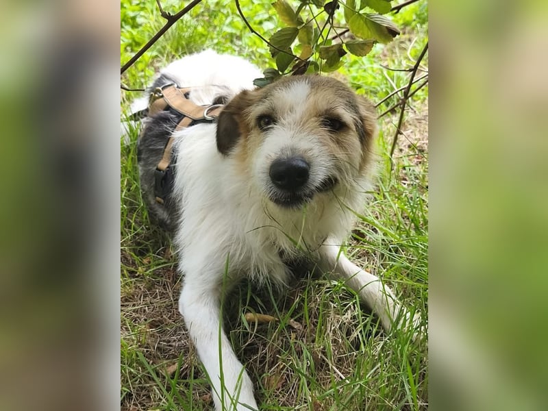 Ben - lebhafter, menschenbezogener und freundlicher Rüde / z.Zt. noch in Rumänien