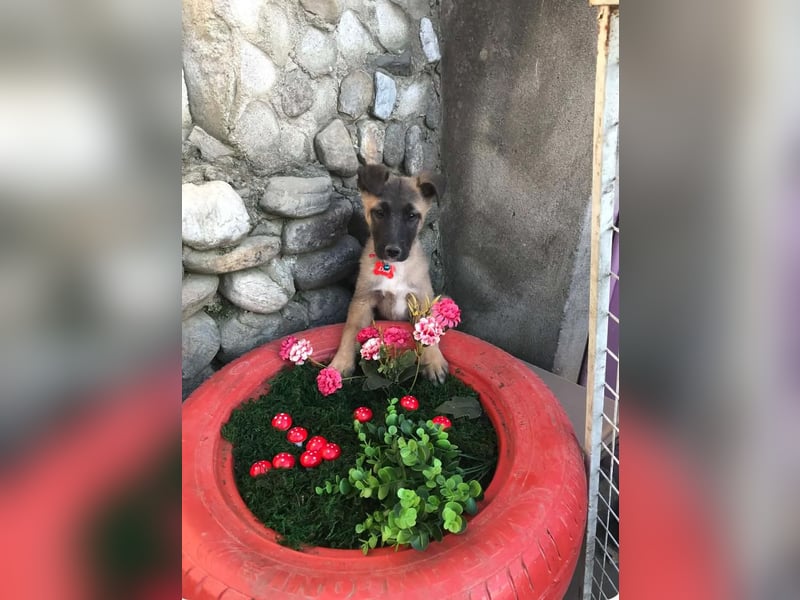 Lumi - verspieltes, freundliches Welpenmädchen sucht ein Zuhause