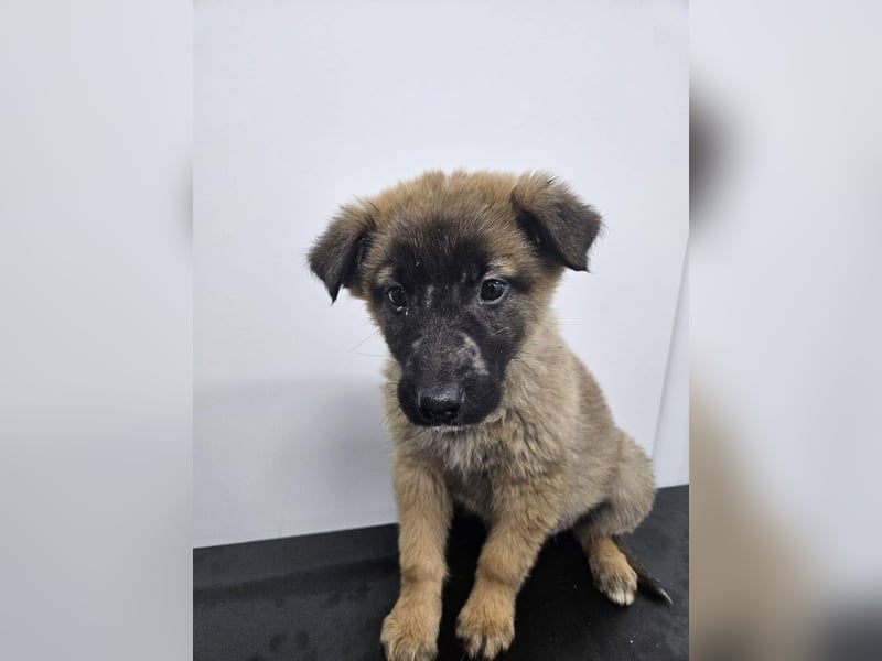 Ella - verspieltes Welpenmädchen sucht ein Zuhause