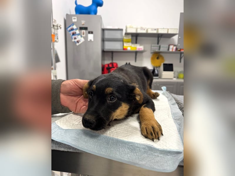 Pusha - 4 Monate junges, fröhliches, liebes Hundemädchen sucht ein Zuhause