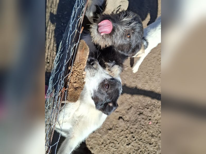 Luna - aktives, verspieltes 6 Monate junges Hunde-Mädchen sucht liebevolles Zuhause